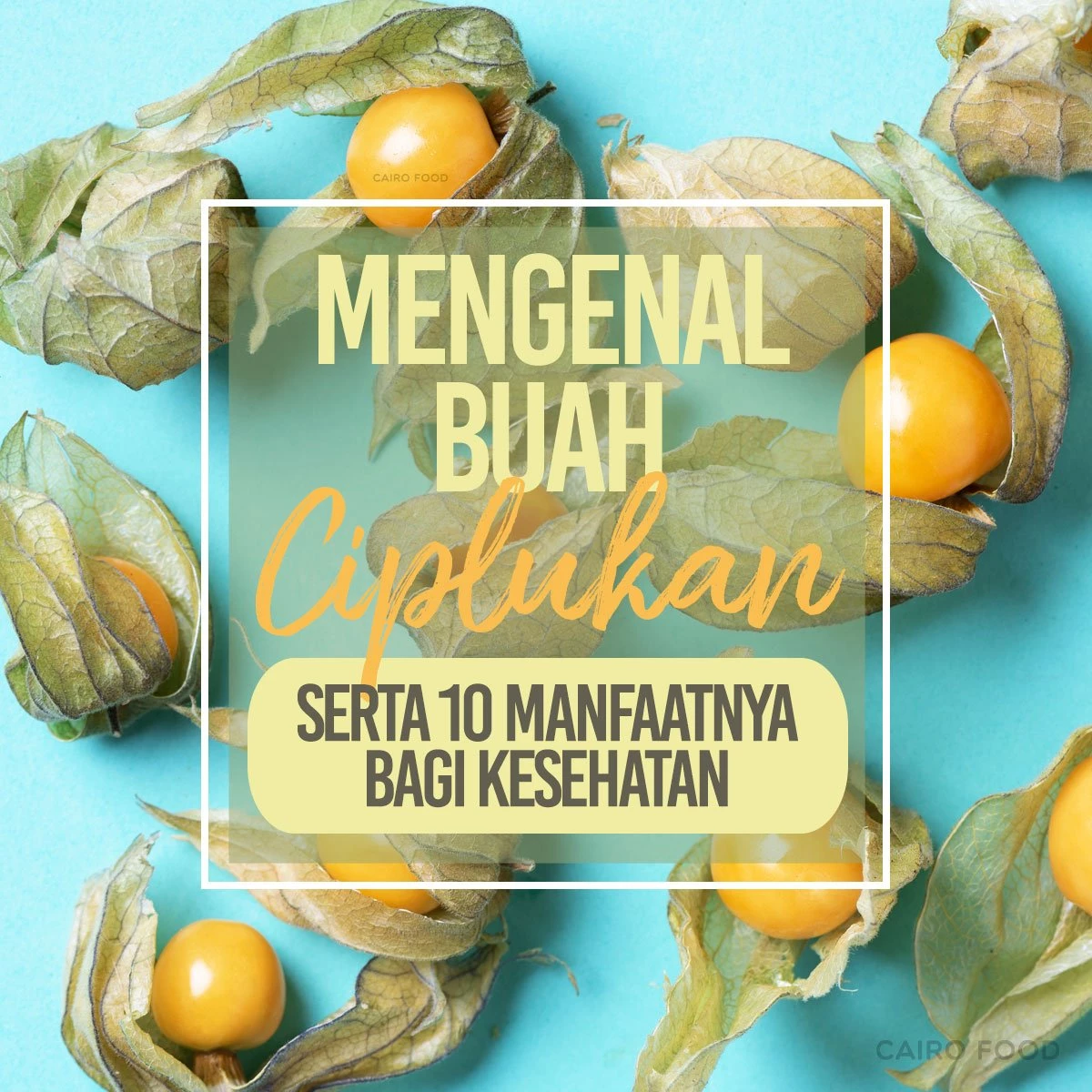 Kandungan Nutrisi dan Manfaat Kesehatan Buah Ciplukan