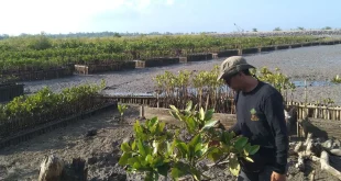 Perjanjian Hibah RI-UEA untuk Pusat Riset Mangrove Bali 2025