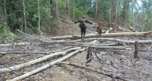 Dampak Konversi Hutan Jadi Sawit terhadap Habitat Gajah Bengkulu