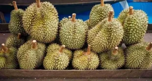 Dampak Perdagangan Durian Ilegal Terhadap Petani Lokal Indonesia