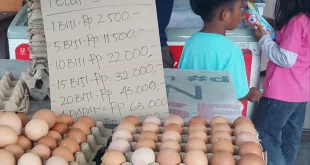 Harga Telur Ayam Mamberamo Tengah Rp 100 Ribu, Dampak Ekonomi 2025