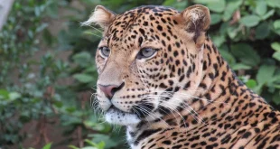 Kondisi Lemas Macan Tutul Kebun Binatang: Penyebab & Penanganan