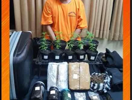 Penggerebekan Kebun Ganja Pasutri WNA oleh Polda Bali Terbaru