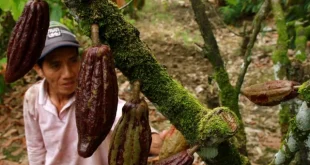 Penyebab Penurunan Produksi Kakao Lokal dan Solusi Kementan