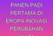 Sejarah Panen Padi Pertama di Eropa: Inovasi & Perubahan Iklim