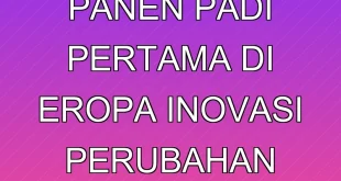 Sejarah Panen Padi Pertama di Eropa: Inovasi & Perubahan Iklim
