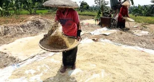 Serapan Jagung Bulog Surakarta: Dampak Ekonomi dan Harga Stabil