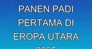 Terobosan Panen Padi Pertama di Eropa Utara 2025