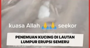 Dampak Erupsi Semeru pada Macan Tutul Awan Langka