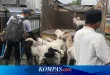 Dampak Letusan Semeru: Ratusan Ternak Mati Akibat Abu Vulkanik