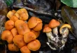Ilmuwan China Ditangkap Selundupkan Jamur Beracun ke AS