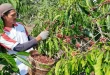Inisiatif Pemuda Jawa Timur Jadi Petani Kopi Robusta