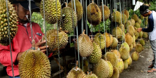 Malaysia Ajukan Durian sebagai Buah Nasional: Dampak Ekonomi & Budaya