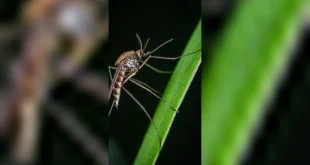 Nyamuk Tropis Muncul di Korea Selatan: Dampak Perubahan Iklim