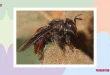 Penemuan Lebah Bertanduk Setan Lucifer di Australia 2025