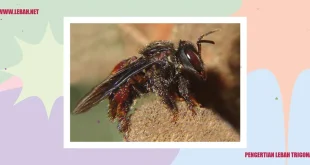 Penemuan Lebah Bertanduk Setan Lucifer di Australia 2025