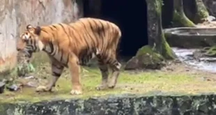 Pramono Curiga dan Kontroversi Video Harimau Kurus Ragunan
