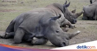 Singapura Sita 35,7 kg Cula Badak, Nilai Rp14,5 Miliar