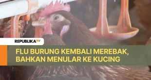 Wabah Flu Burung di Eropa Belum Meluas, Data Resmi ECDC