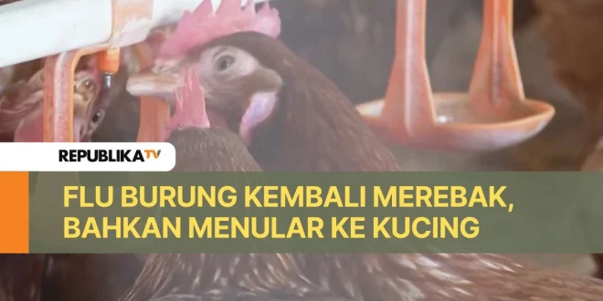 Wabah Flu Burung di Eropa Belum Meluas, Data Resmi ECDC