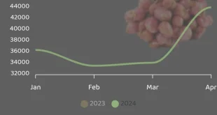 Analisis Harga Bawang Merah Desember 2025: Dampak Inflasi Pangan