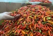 Analisis Harga Cabai Rawit dan Telur Ayam 2025 Dampak Inflasi Pangan