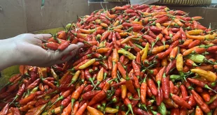 Analisis Harga Cabai Rawit dan Telur Ayam 2025 Dampak Inflasi Pangan