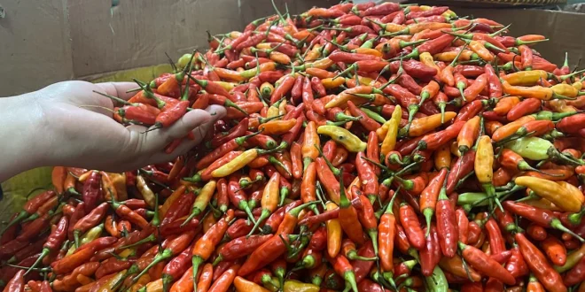 Analisis Harga Cabai Rawit dan Telur Ayam 2025 Dampak Inflasi Pangan