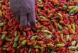 Analisis Lonjakan Harga Cabai dan Bawang Merah Desember 2025
