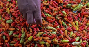 Analisis Lonjakan Harga Cabai dan Bawang Merah Desember 2025
