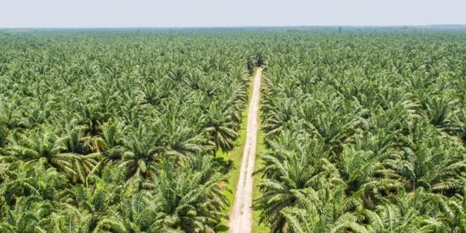 Analisis Pernyataan Prabowo soal Jaga Hutan dan Sawit Papua 2025