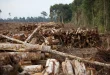 Analisis Terbaru: Pembalakan Liar dan Penyebab Banjir di Sumatra