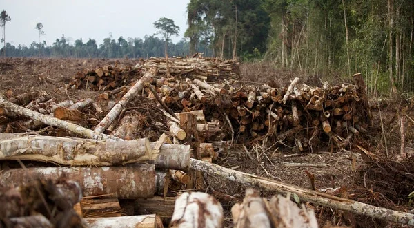 Analisis Terbaru: Pembalakan Liar dan Penyebab Banjir di Sumatra