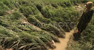Banjir Rusak 11 Ribu Hektare Sawah di Sumatera, Dampak & Penanganan