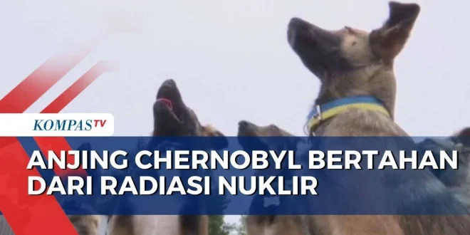 Evolusi Cepat Anjing Chernobyl Akibat Radiasi Nuklir