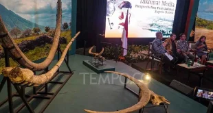 Koleksi Dubois 28.131 Artefak Homo erectus Dipulangkan ke Indonesia