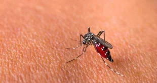 Lonjakan Kasus DBD & Chikungunya: 33 Orang Tewas Termasuk 21 Anak