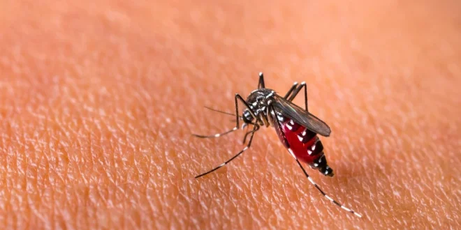 Lonjakan Kasus DBD & Chikungunya: 33 Orang Tewas Termasuk 21 Anak