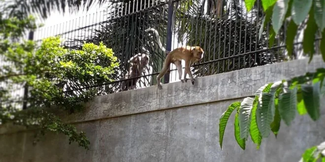 Moncong Monyet Liar Serang Lansia, Pemukiman Warga Tewas