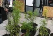 Penggerebekan Kontrakan Greenhouse Budidaya Ganja Ilegal Jombang