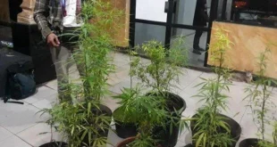 Penggerebekan Kontrakan Greenhouse Budidaya Ganja Ilegal Jombang