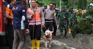 Polda Sumut Gunakan Anjing Pelacak untuk Cari Korban Banjir Longsor