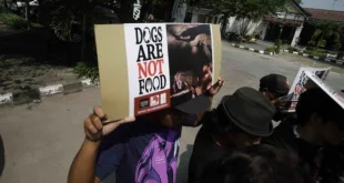 Pramono Perintahkan Pacu Pengawasan Perdagangan Anjing Konsumsi