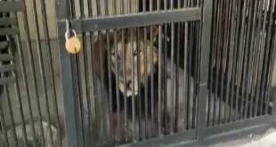 Remaja Brasil Tewas Diterkam Singa di Kebun Binatang