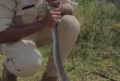 Viral Aksi Pria Beri Napas Buatan pada Ular Kesetrum Listrik di India