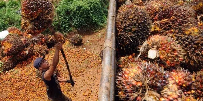 Dedi Mulyadi Larang Sawit, Apkasindo Minta Kajian Ulang