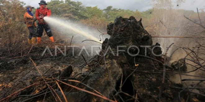 Kebakaran Hutan Aceh Barat Meluas 50 Hektare, Penanganan Terpadu
